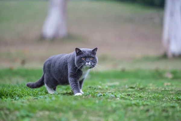 Szary Kot brytyjski, odkryty trawy — Zdjęcie stockowe
