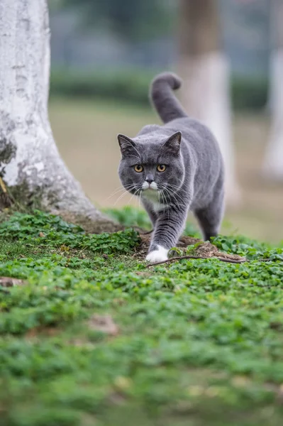 Серый британский кот, открытая трава — стоковое фото