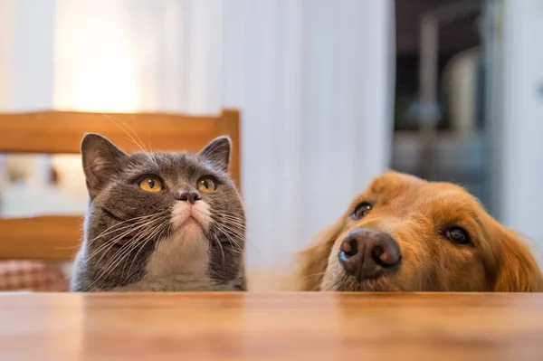 イギリスの猫、ゴールデン ・ リトリーバー、屋内での撮影 — ストック写真