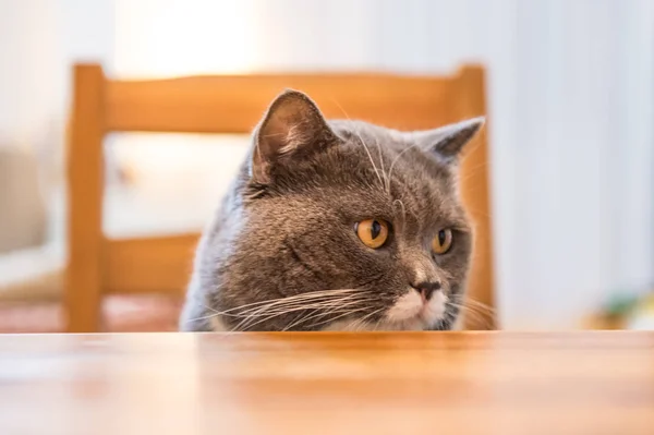 O gato britânico, baleado em um interior — Fotografia de Stock
