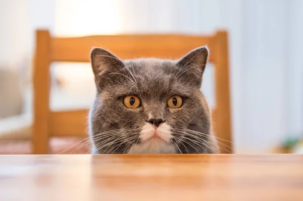 Британский кот, застреленный в помещении — стоковое фото