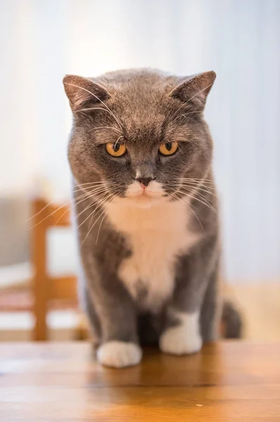 O gato britânico, baleado em um interior — Fotografia de Stock