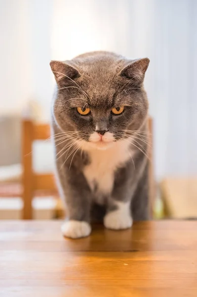 Британский кот, застреленный в помещении — стоковое фото