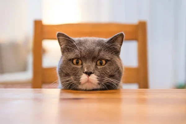 Den brittiska katt, skjuten i en inomhus — Stockfoto