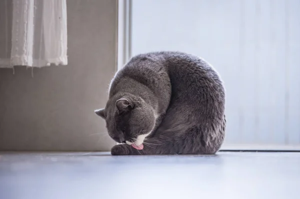 Gri İngiliz kedi — Stok fotoğraf