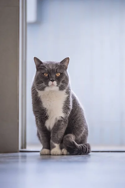 Серый британский кот — стоковое фото