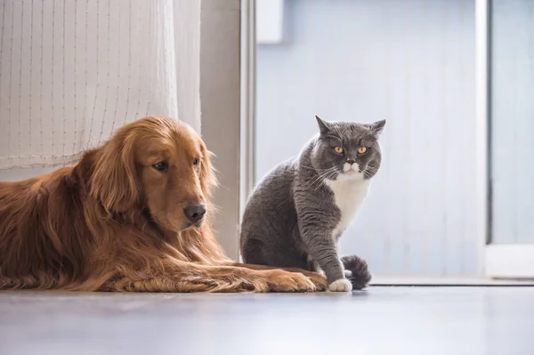 Britische Katze und Golden Retriever — Stockfoto