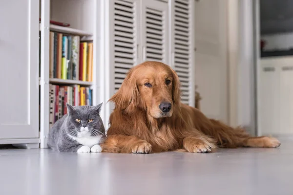 İngiliz kedi ve Golden Retriever — Stok fotoğraf