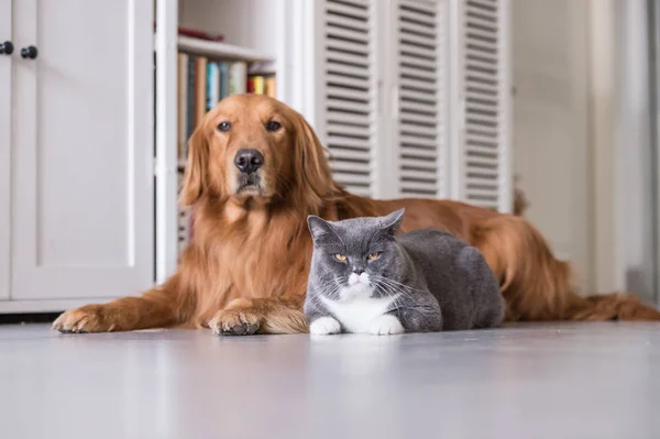 Gato britânico e Golden Retriever — Fotografia de Stock