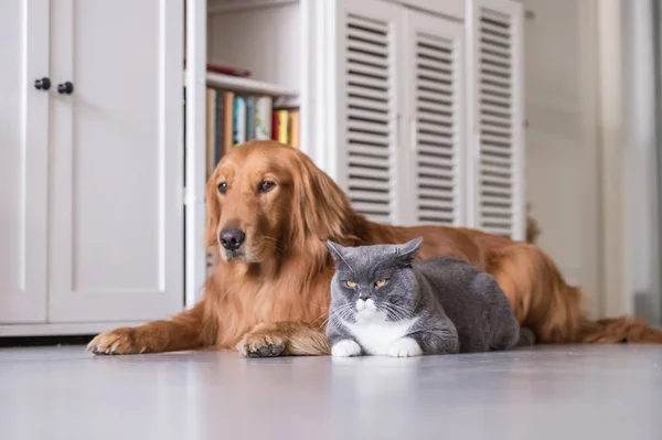 Gato britânico e Golden Retriever — Fotografia de Stock