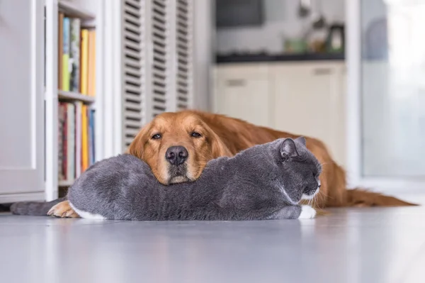 Gato britânico e Golden Retriever — Fotografia de Stock