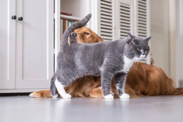 Gato britânico e Golden Retriever — Fotografia de Stock