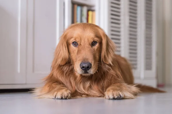 Golden Retriever para tumbarse en el suelo — Foto de Stock