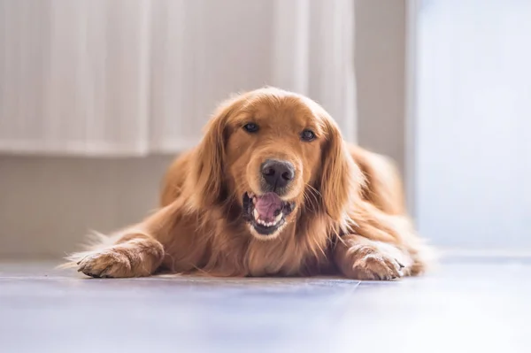 Golden Retriever para deitar-se no chão — Fotografia de Stock