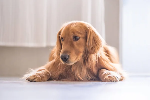 Golden Retriever to lie on the ground — Stock Photo, Image