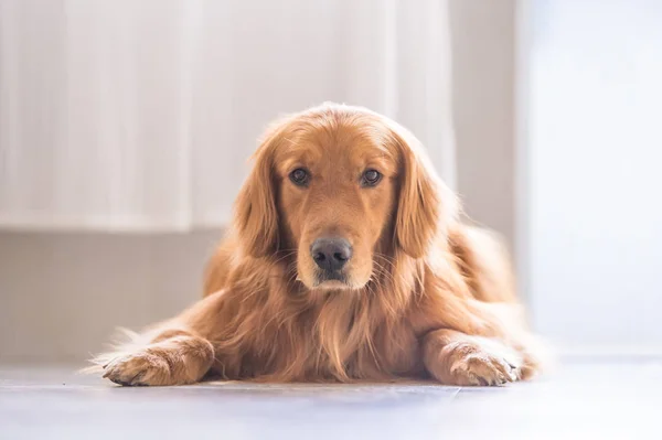 Golden Retriever para tumbarse en el suelo — Foto de Stock