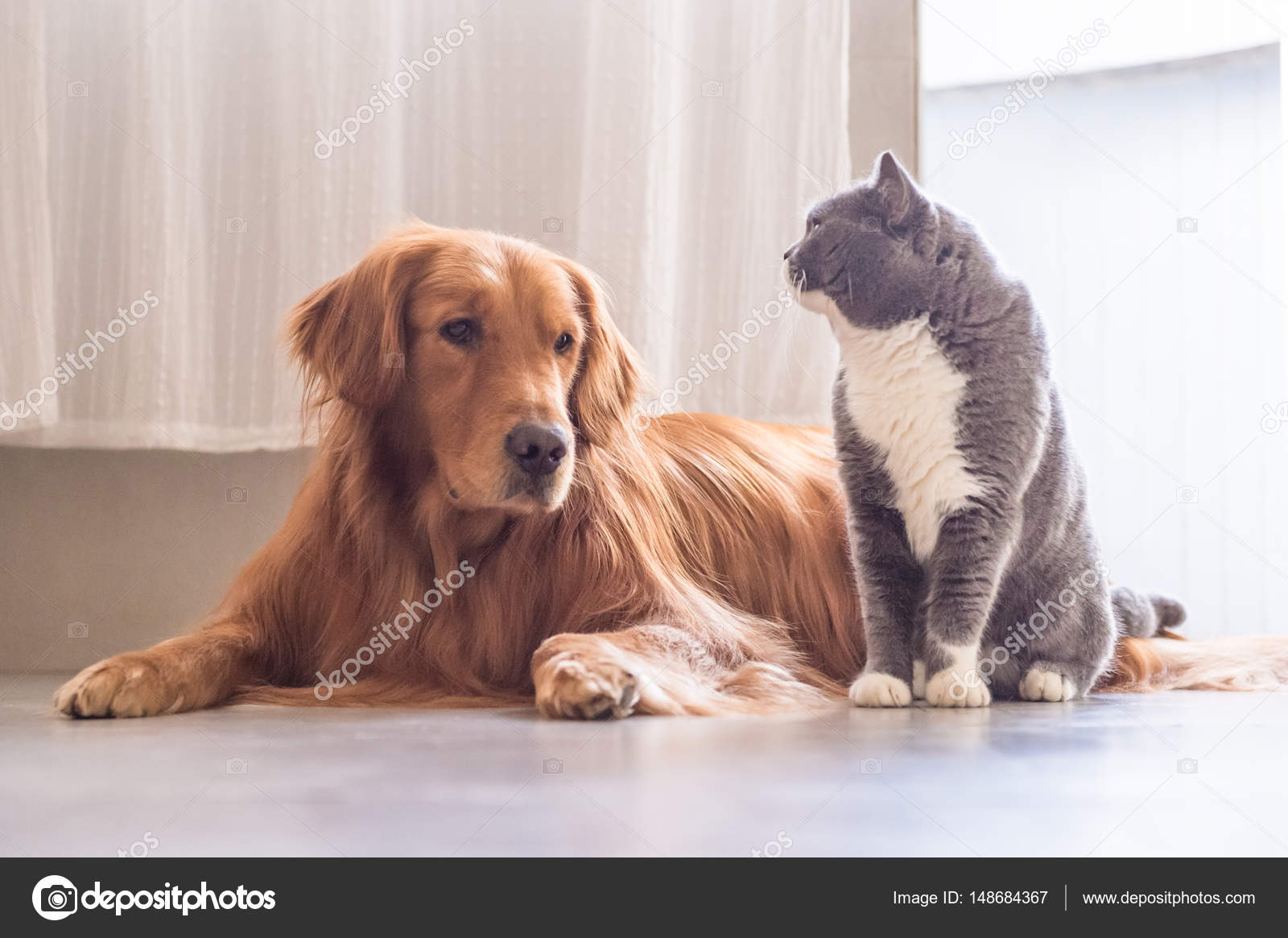 British cat and Golden Retriever Stock Photo by ©chendongshan 148684367