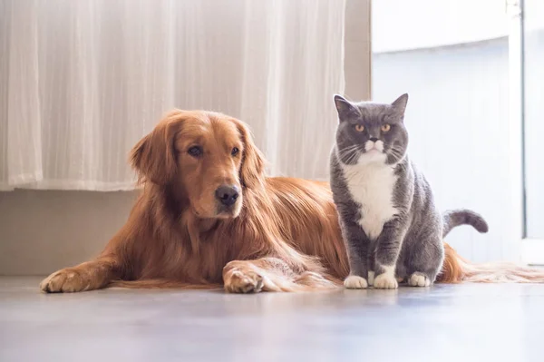 Britse kat en Golden Retriever — Stockfoto