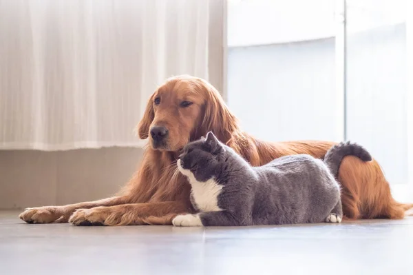 Britse kat en Golden Retriever — Stockfoto