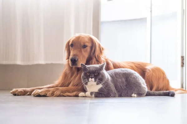 Gato británico y Golden Retriever — Foto de Stock
