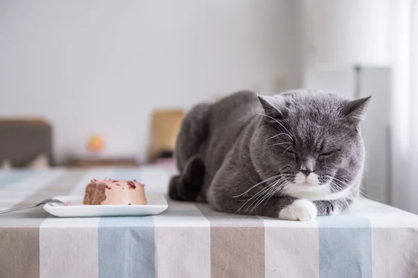 O gato britânico cinza — Fotografia de Stock