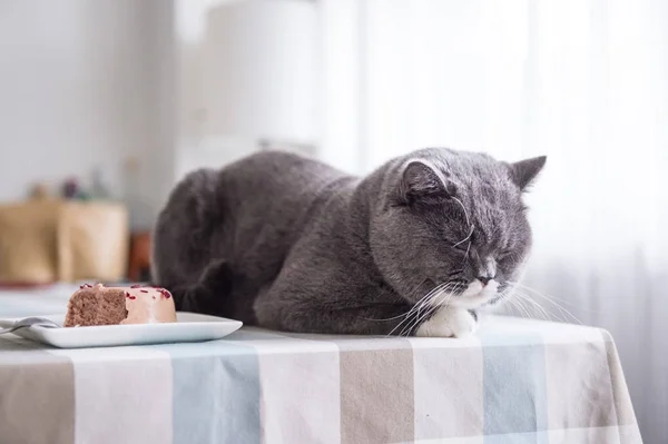 O gato britânico cinza — Fotografia de Stock