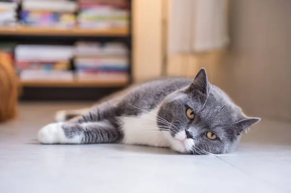 Den grå Britisk kat - Stock-foto
