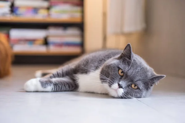 The gray British cat — Stock Photo, Image