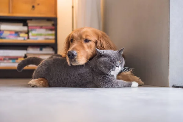 Brittiska katt och Golden Retriever — Stockfoto