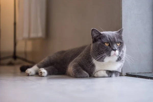 O gato britânico cinza — Fotografia de Stock