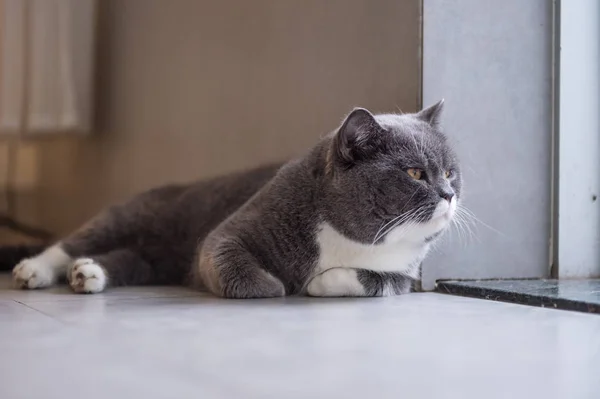 O gato britânico cinza Tiro dentro de casa — Fotografia de Stock