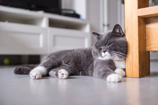 Gri İngiliz kedi — Stok fotoğraf