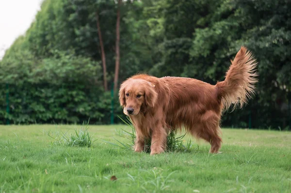 The Golden Retriever in the outdoor on the grass — Stock Photo, Image
