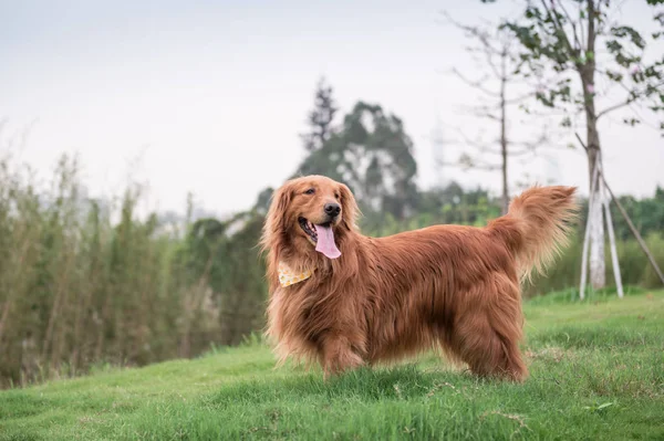 El Golden Retriever al aire libre en la hierba — Foto de Stock