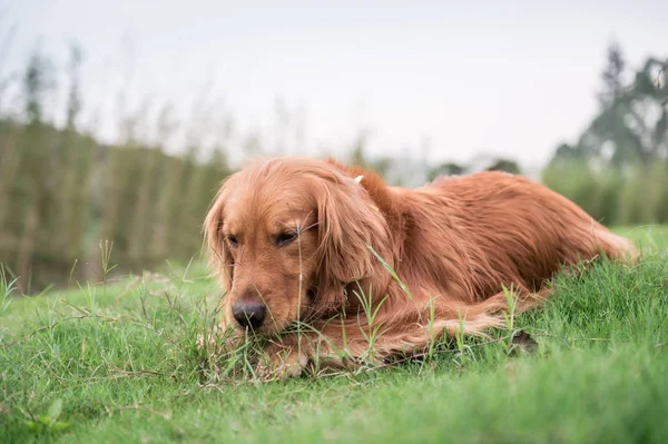 The Golden Retriever in the outdoor on the grass — Stock Photo, Image