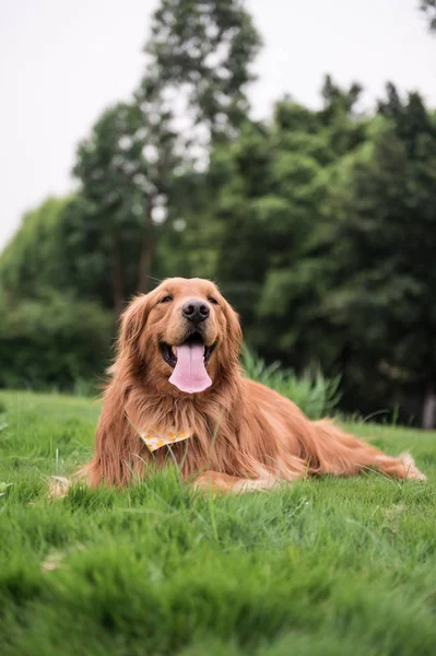 El Golden Retriever al aire libre en la hierba — Foto de Stock