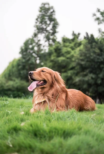 Le Golden Retriever en plein air sur l'herbe — Photo