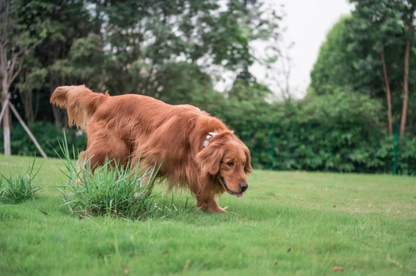 O Golden Retriever ao ar livre na grama — Fotografia de Stock