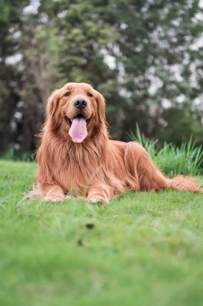 Golden Retriever w odkrytym na trawie — Zdjęcie stockowe