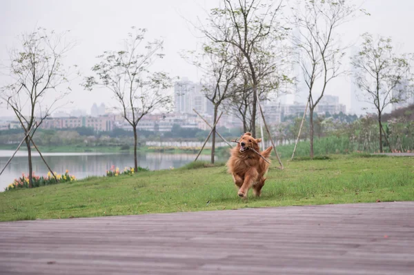 Il Golden Retriever all'aperto sull'erba — Foto Stock