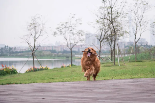 Il Golden Retriever all'aperto sull'erba — Foto Stock