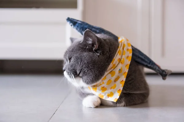 Британская рыба-кошка — стоковое фото