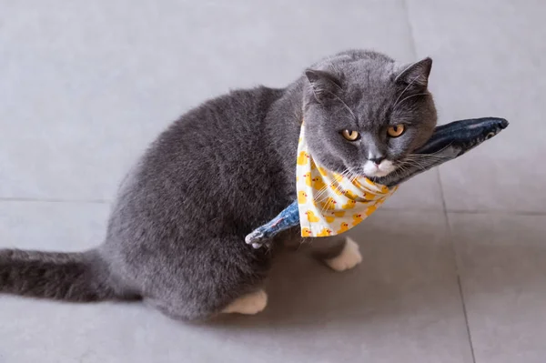 British cat and toy fish — Stock Photo, Image