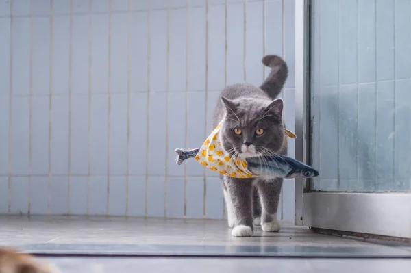 Peixes de gato e brinquedo britânicos — Fotografia de Stock