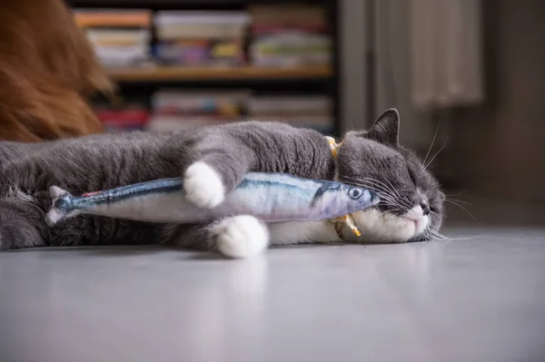 İngiliz kedi ve oyuncak balık — Stok fotoğraf