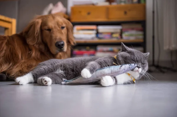 İngiliz kedi ve oyuncak balık — Stok fotoğraf