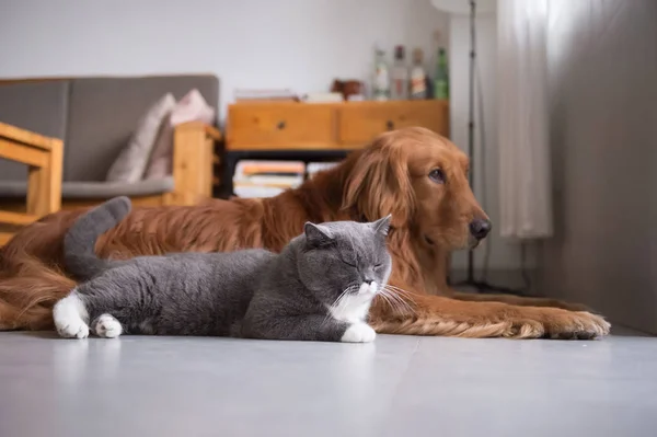 Gato britânico e Golden Retriever — Fotografia de Stock