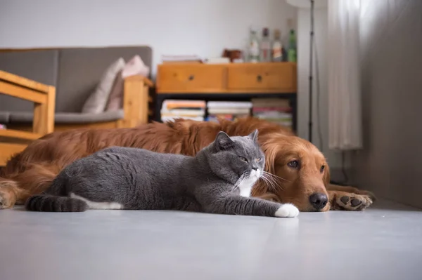 British cat and Golden Retriever — Stock Photo, Image