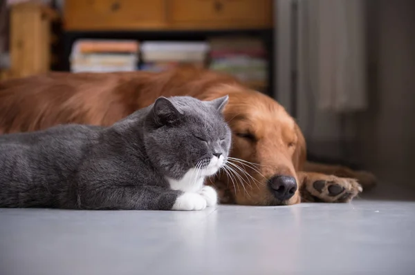 Gatto britannico e Golden Retriever — Foto Stock