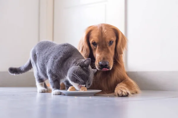 Britânico Shorthair gato e golden retriever — Fotografia de Stock